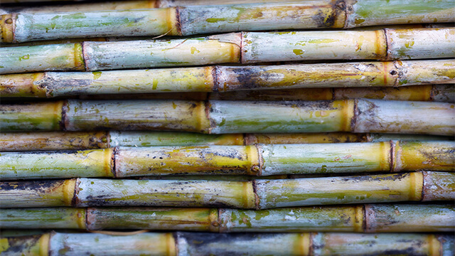 sugar cane