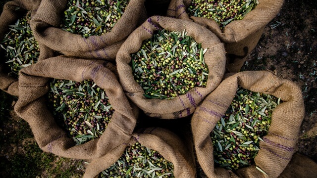 Burlap sacks filled with freshly harvested green and purple olives, viewed from above