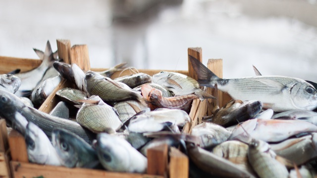 Fish processing.jpg