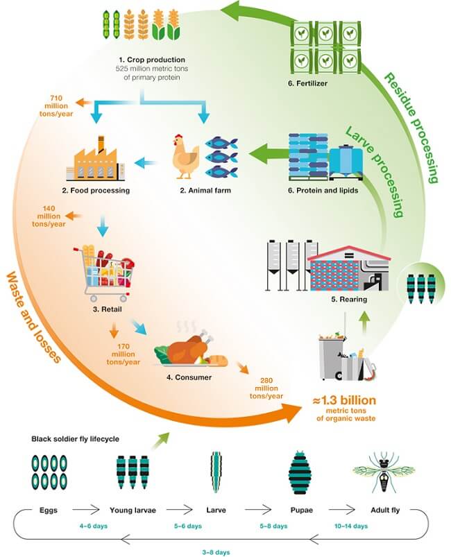 Infographic-Insects 650x803.jpg